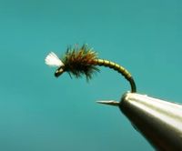 SPRING OLIVE MIDGE